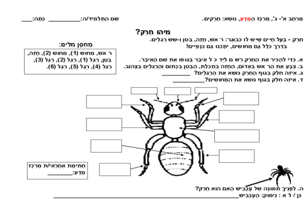 למרכז המדע: דף עבודה על מבנה גוף החרק.